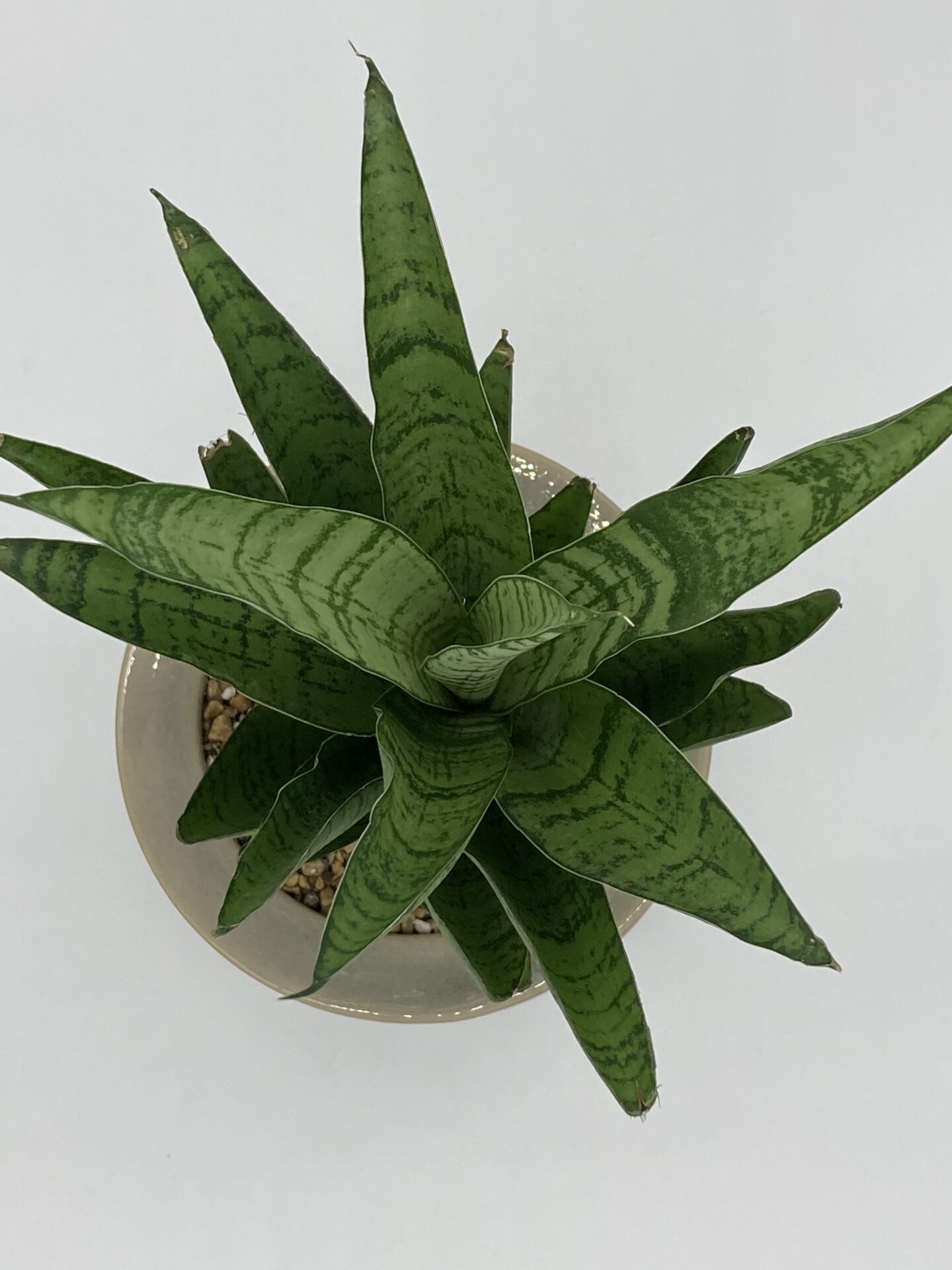 サンスベリア・ハイブリット+陶器鉢 - 雨読堂 -UDOKUDO- 観葉植物と鉢