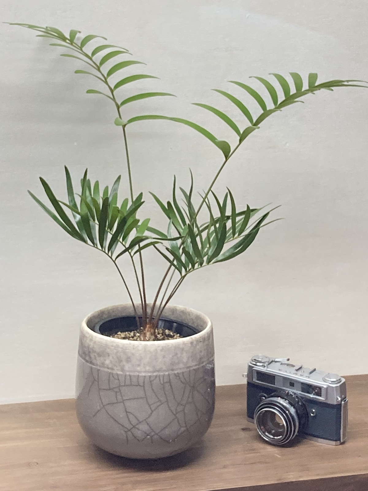 ザミア フロリダーナ Minsk 雨読堂 Udokudo 観葉植物と鉢のオンラインショップ