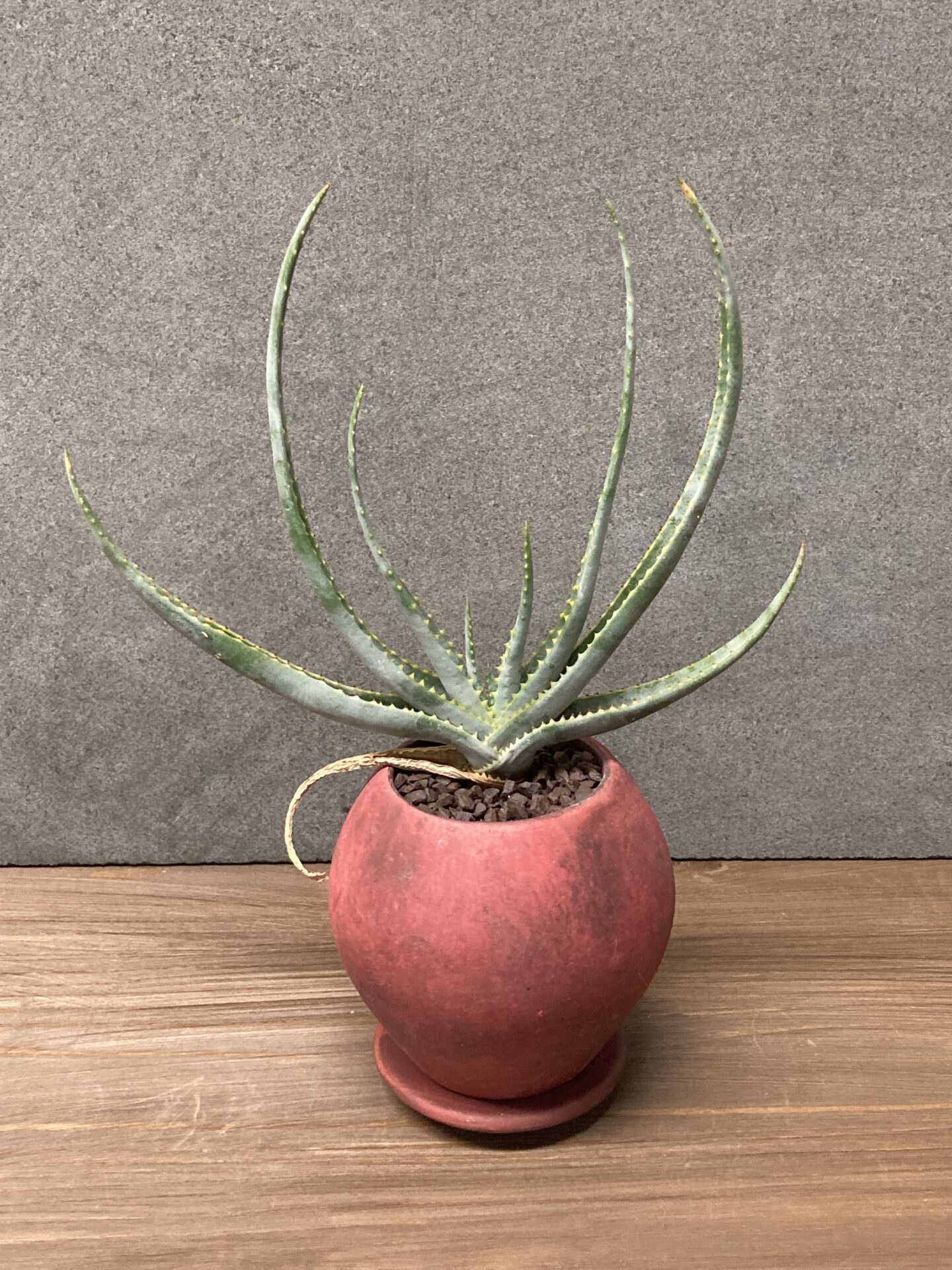 アロエ　アルギロスタキス IMG_3657.jpg