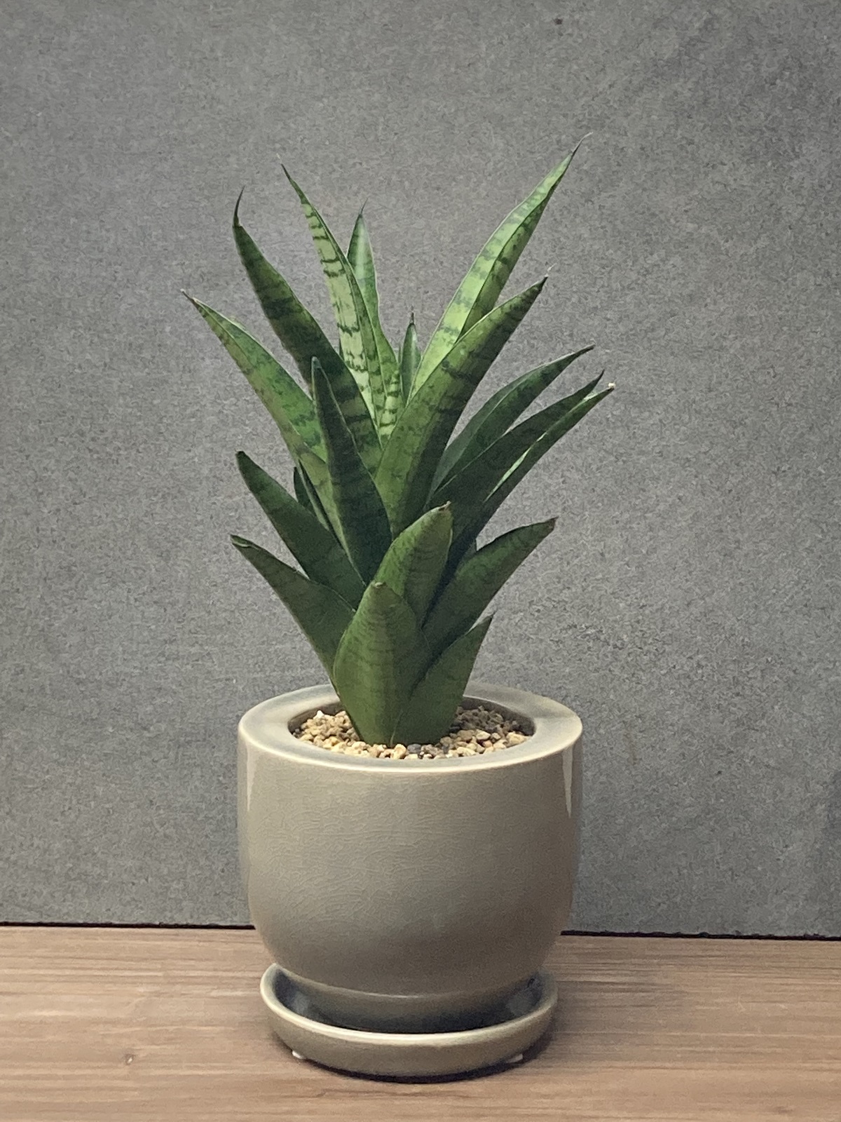 サンスベリア・ハイブリット+陶器鉢 - 雨読堂 -UDOKUDO- 観葉植物と鉢のオンラインショップ