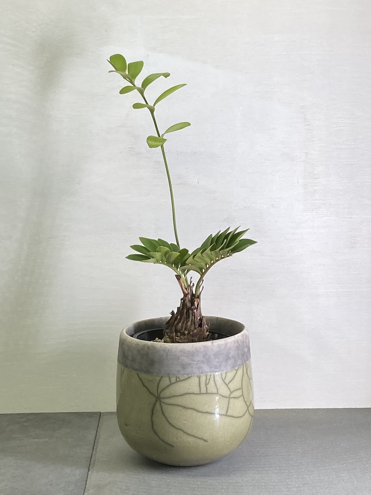 DOMANI ドマーニ 鉢 POT 二点セット - 植物/観葉植物