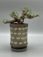 モンソニアムルチフィダ　発根済み 大株　作家鉢付き IMG_E6064-150x200.jpg