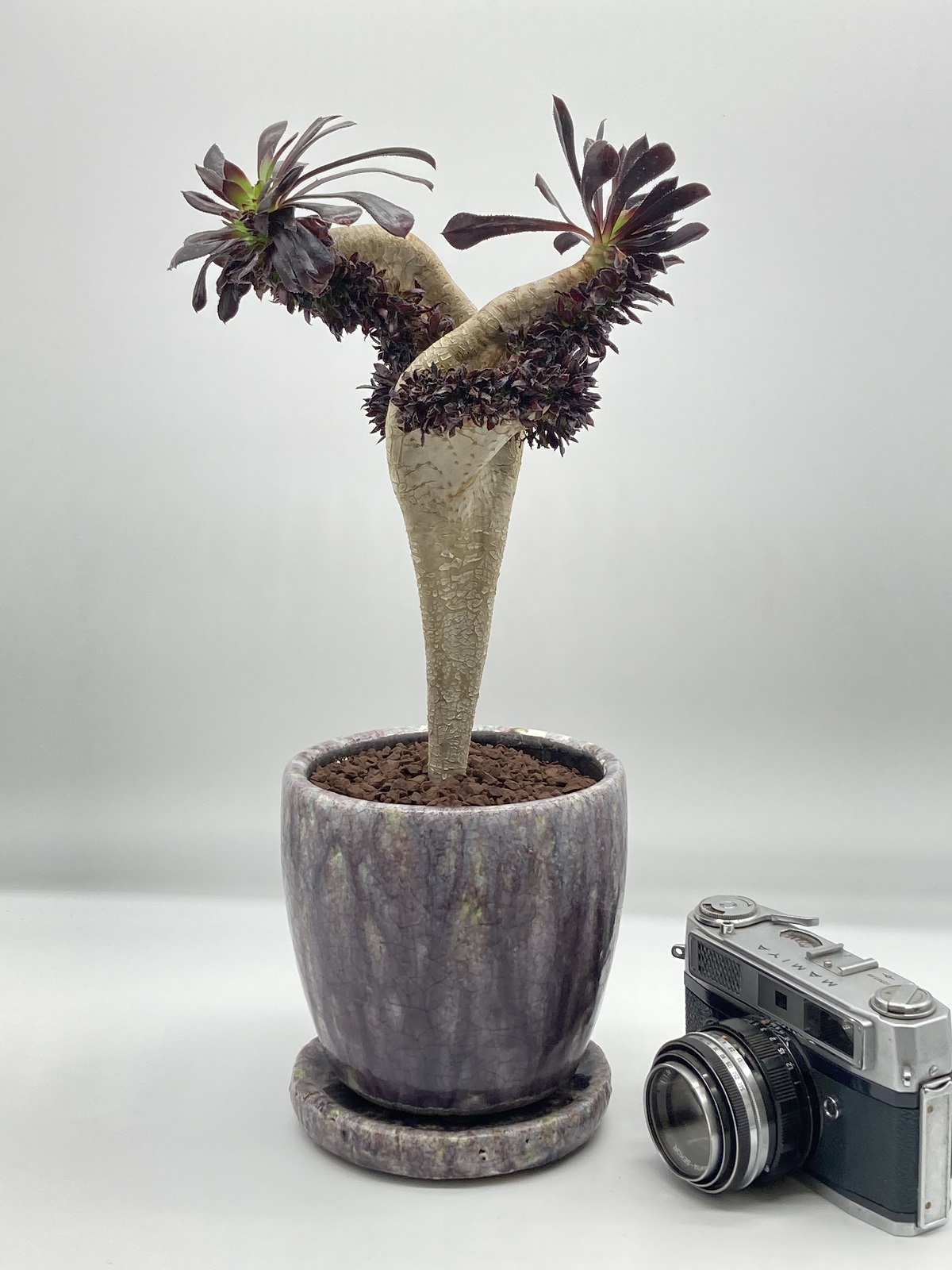 アエオニウム・黒法師+鉢（セット） - 雨読堂 -UDOKUDO- 観葉植物と鉢