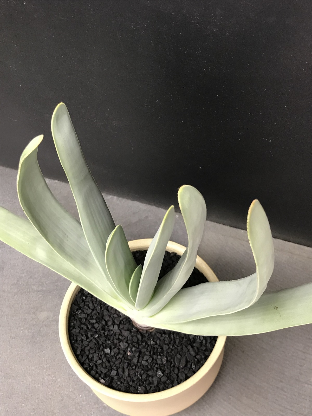 【梅 】リクエスト御礼リピ割 アロエ ポリフィラ 4株セット&グラキリス 梅 】リクエスト御礼リピ割 アロエ ポリフィラ 4株セット