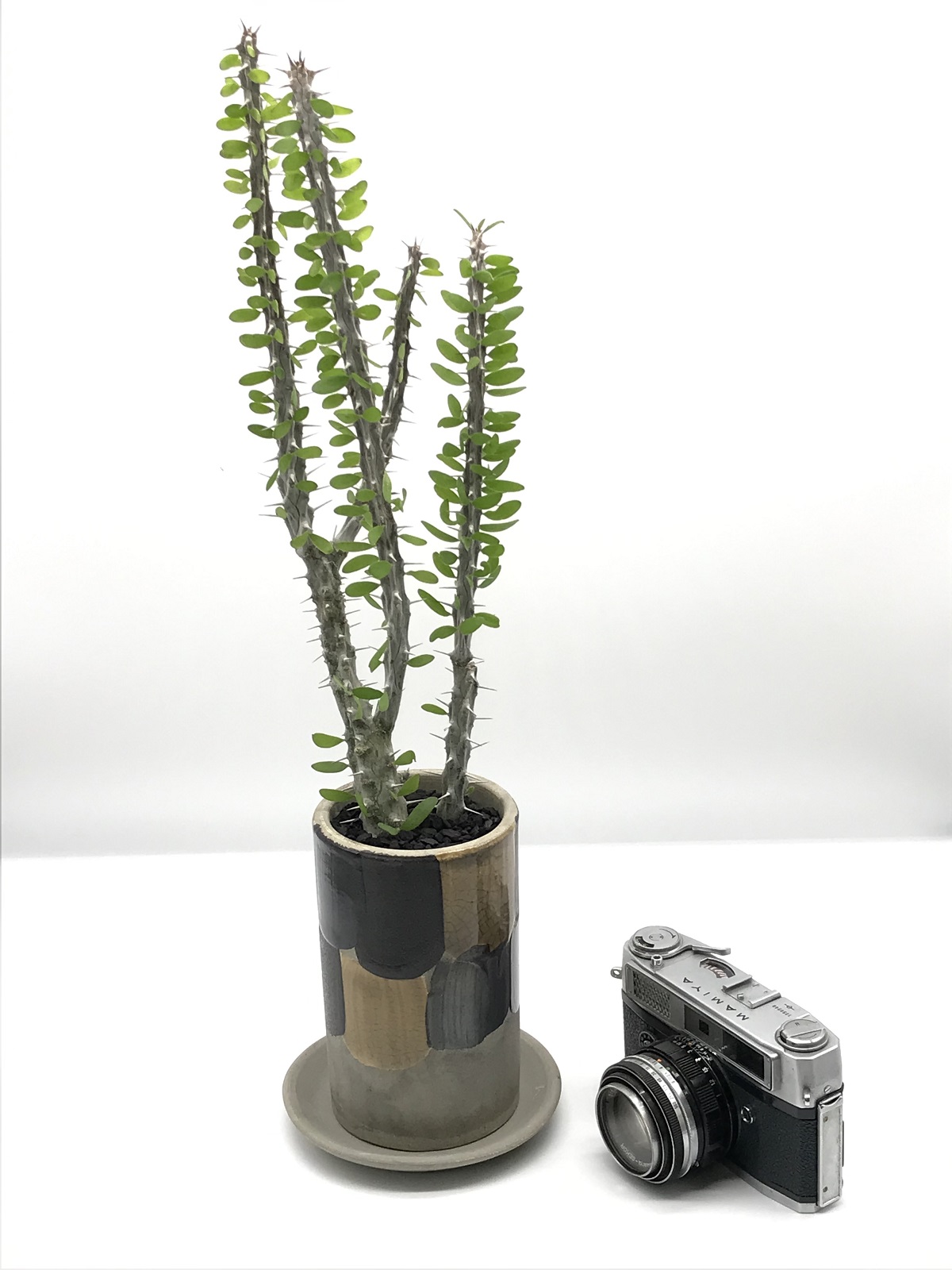 アローディア・プロセラ（亜竜木）+鉢セット - 雨読堂 -UDOKUDO- 観葉