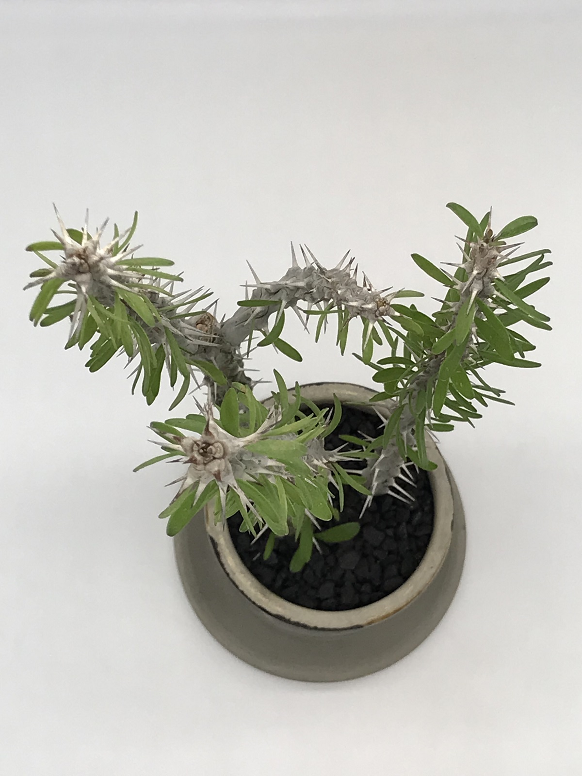 アローディア・プロセラ（亜竜木）+鉢セット - 雨読堂 -UDOKUDO- 観葉