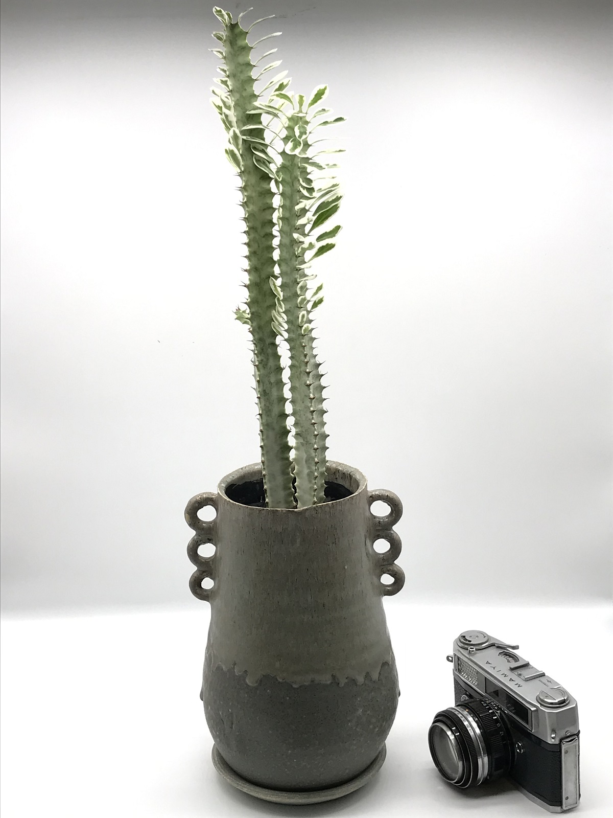 ユーフォルビア・トリゴナ - 雨読堂 -UDOKUDO- 観葉植物と鉢の