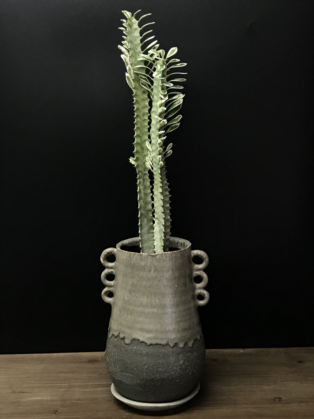 特大】ユーフォルビア トリゴナ おしゃれ鉢 陶器鉢 観葉植物 多肉植物