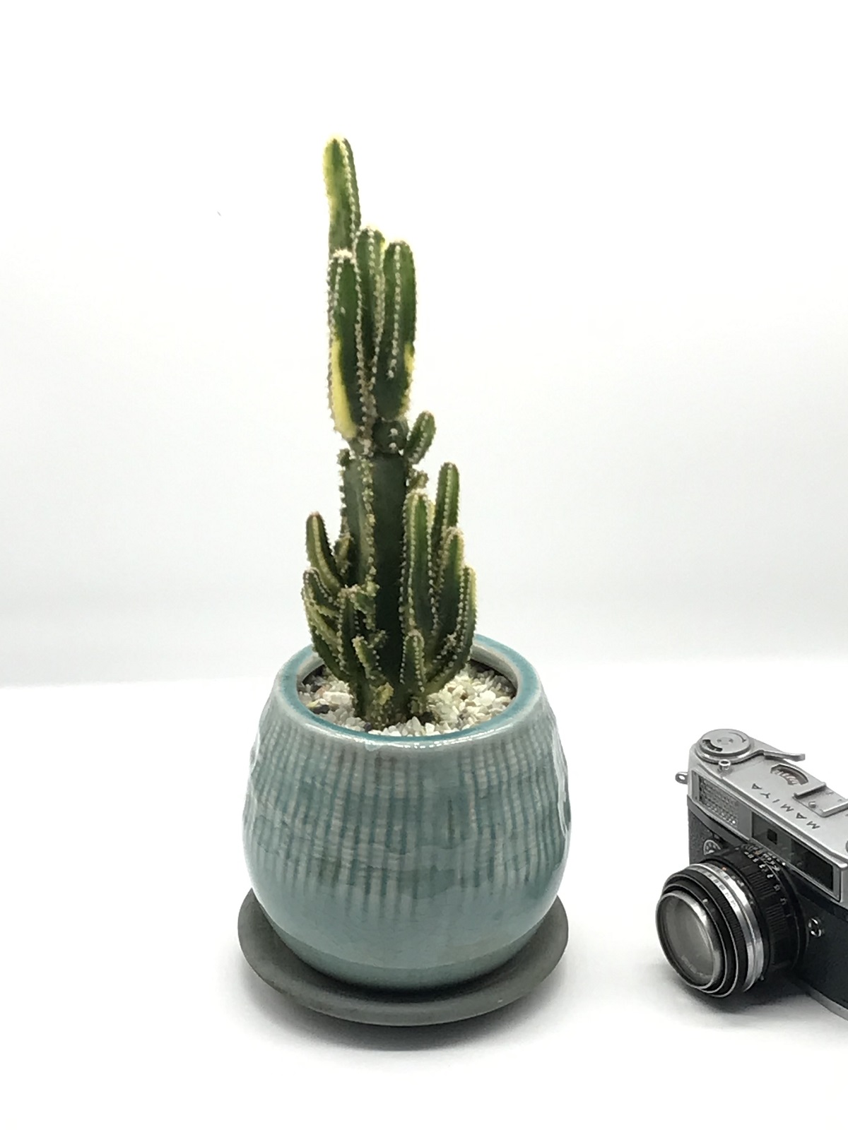 サボテン・セレウス錦 - 雨読堂 -UDOKUDO- 観葉植物と鉢のオンライン