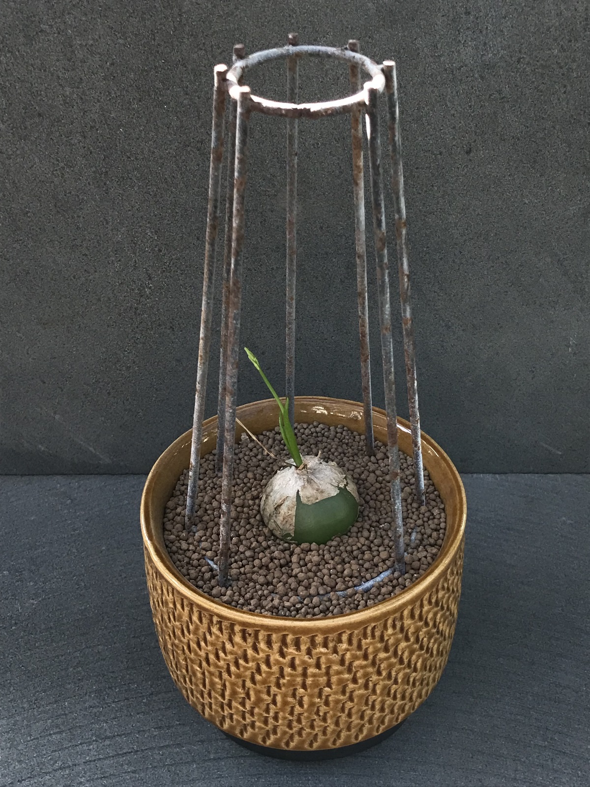 蒼角殿　確認用です 翡翠色の球根植物 蒼角殿の育て方と増やし方 – ゆるぷ