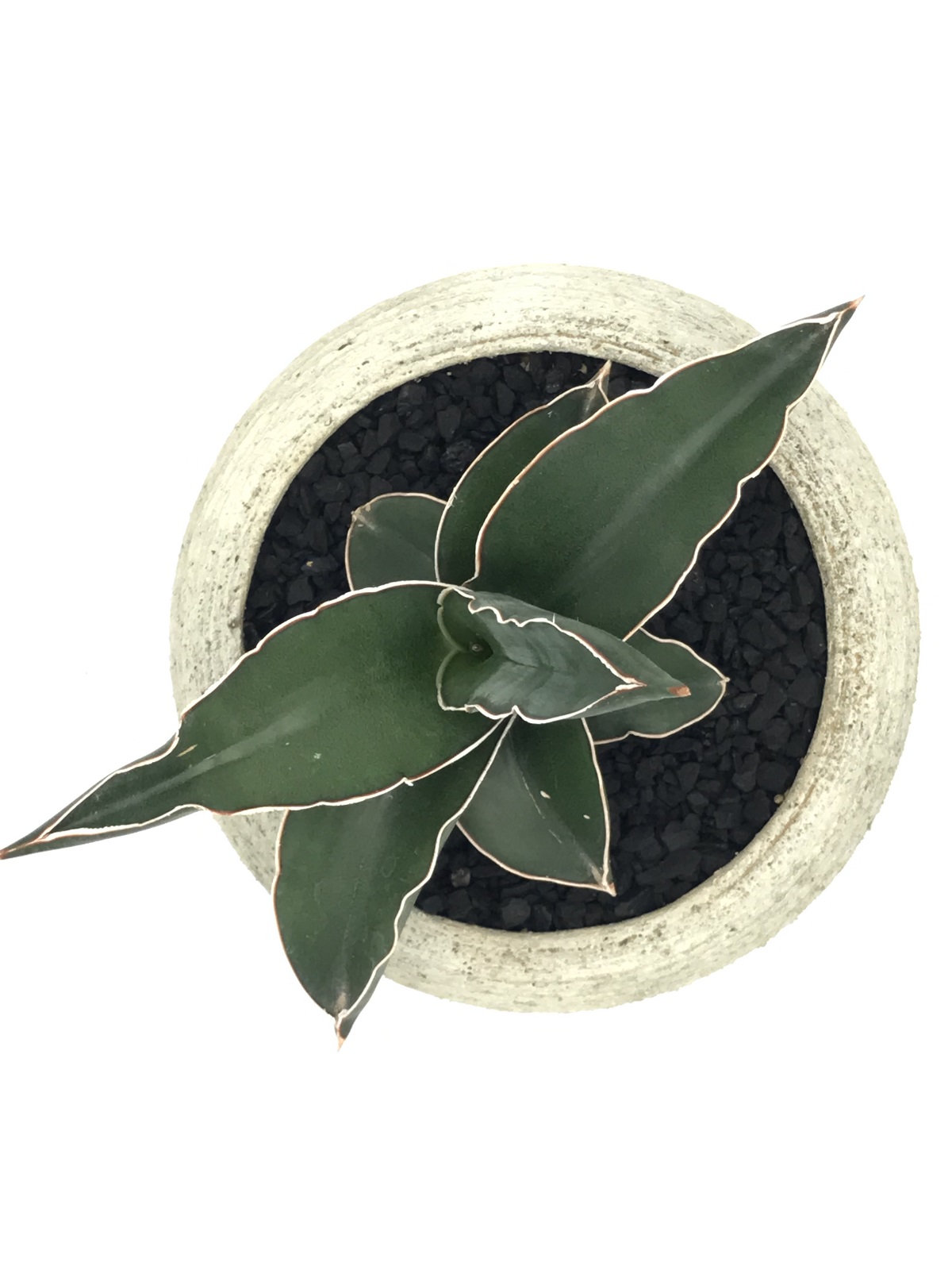 サンスベリア・エレンベルギー・サムライドワーフ - 雨読堂 -UDOKUDO