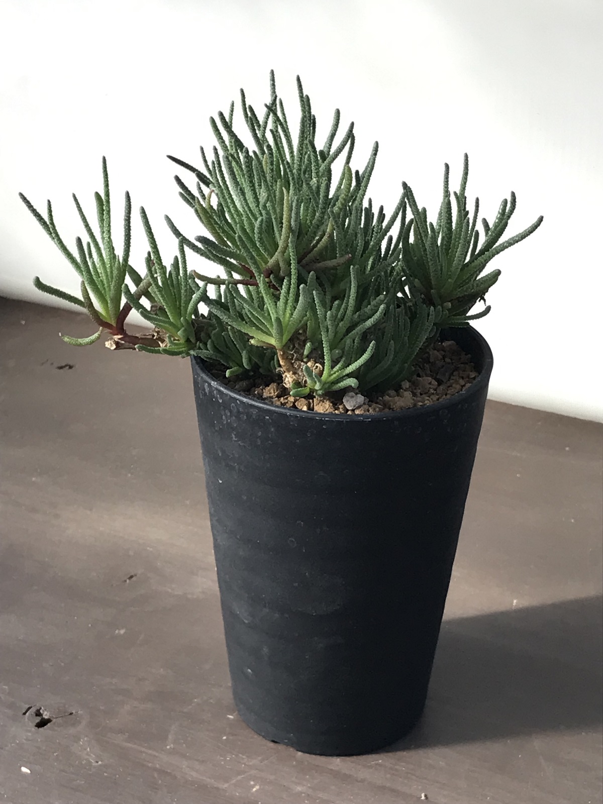 フィロボルス レスルゲンス 作家鉢付き フィロボルス・レスルゲンス - 雨読堂 -UDOKUDO- 観葉植物と鉢の