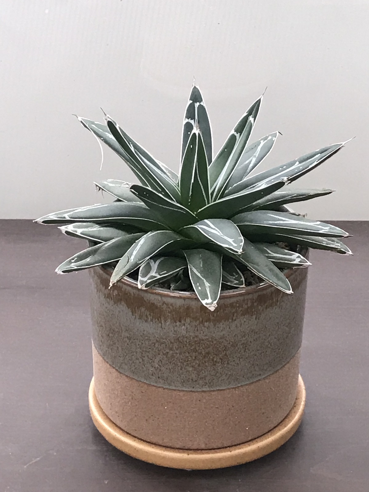 アガベ・笹の雪 - 雨読堂 -UDOKUDO- 観葉植物と鉢のオンライン