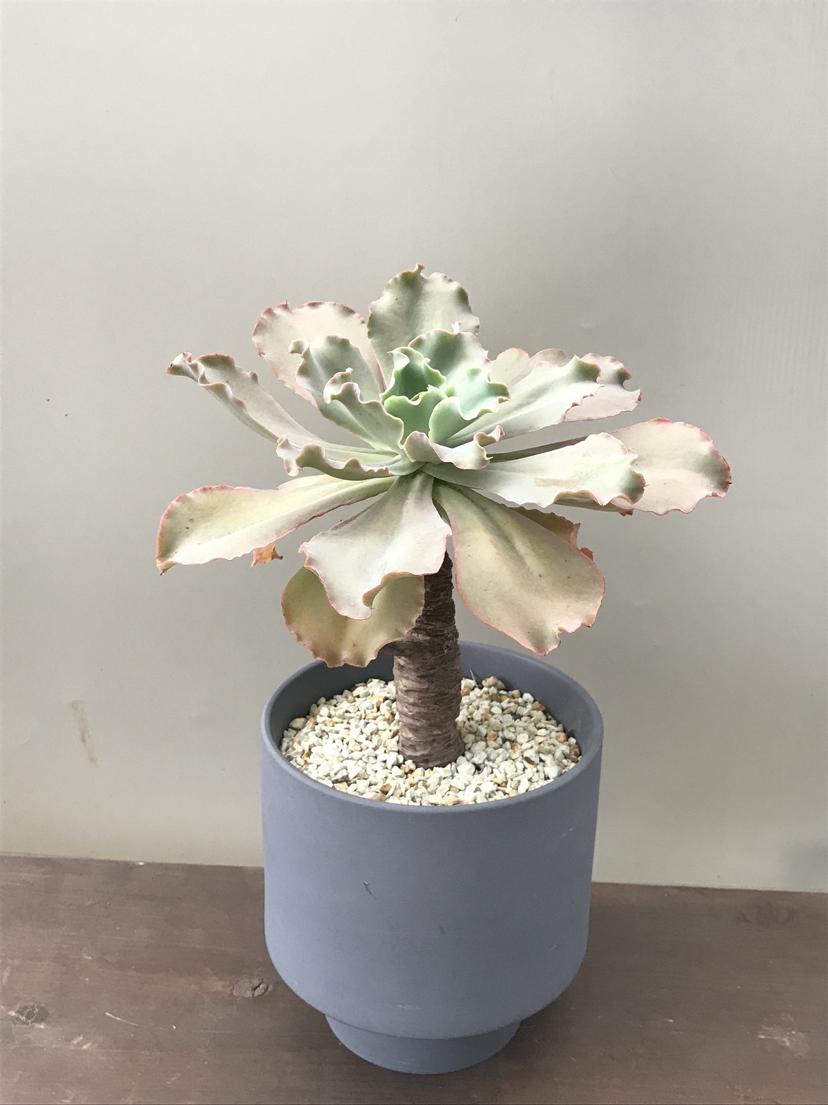 エケベリア・ジャイアントブルー - 雨読堂 -UDOKUDO- 観葉植物と鉢の