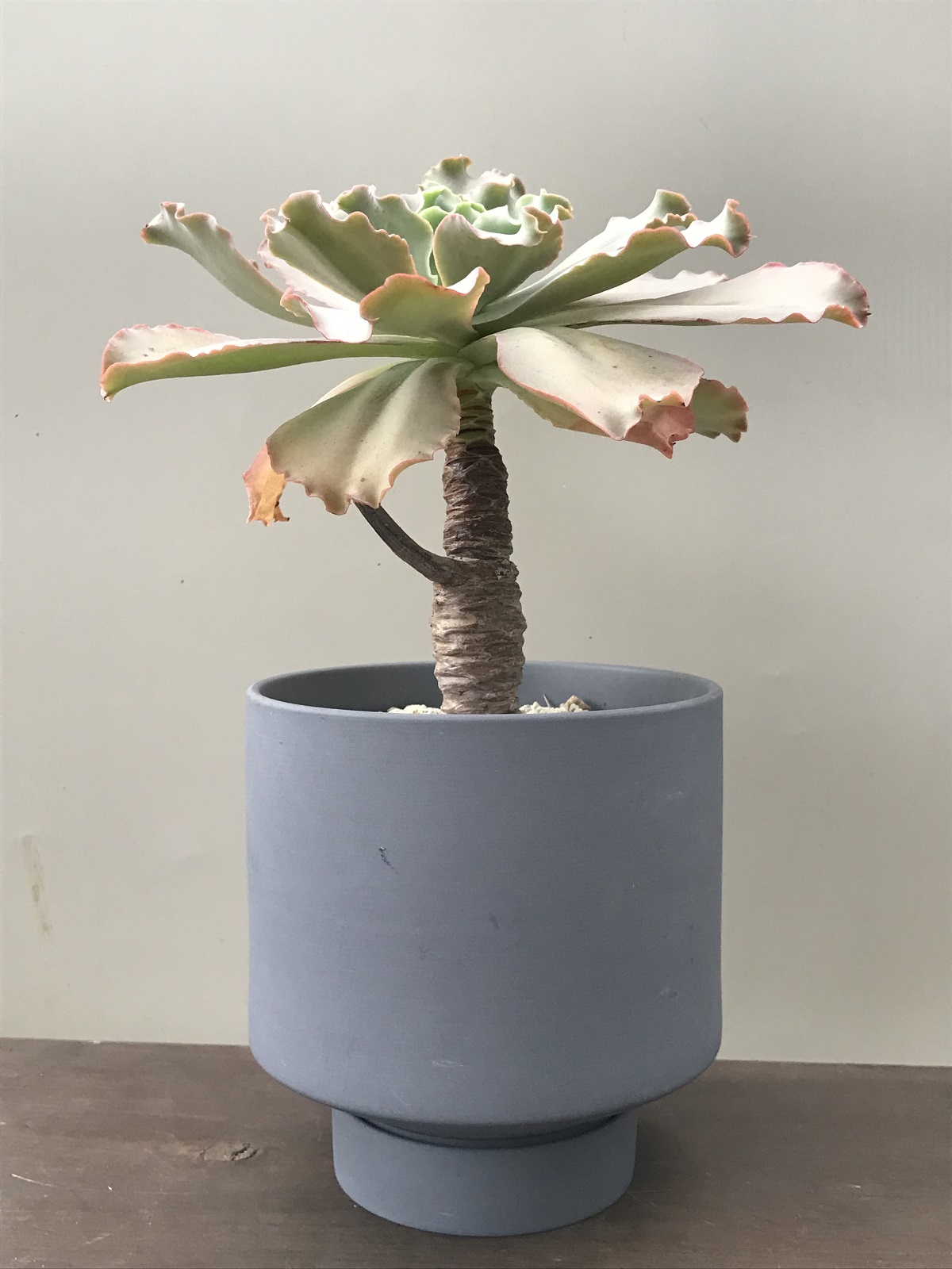 エケベリア・ジャイアントブルー - 雨読堂 -UDOKUDO- 観葉植物と鉢の