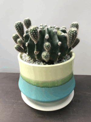 サボテン・世界の図