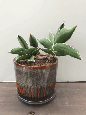 サンスベリア・サムライドワーフ